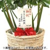 観葉植物 通販 km040000h-15-md