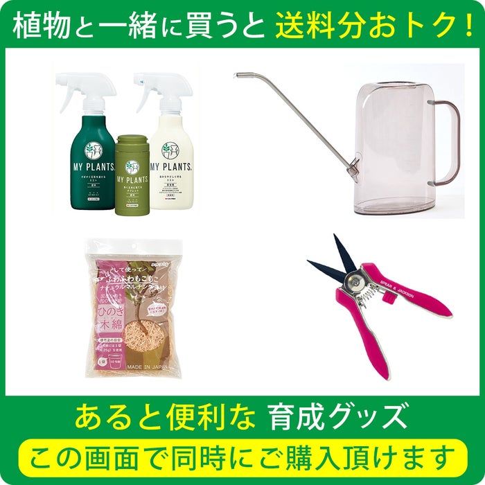 観葉植物 通販 km040000h-15-md