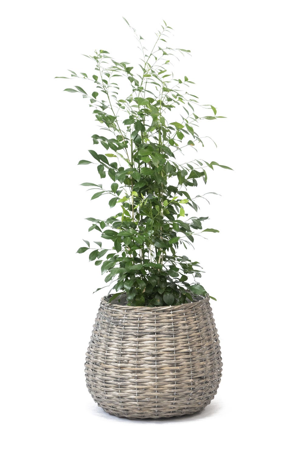 観葉植物 通販 km040000h-17-md
