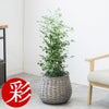 観葉植物 通販 km040000h-17-md