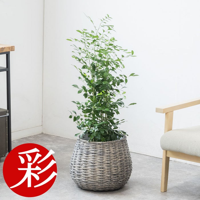 観葉植物 通販 km040000h-17-md