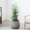 観葉植物 通販 km040000h-17-md