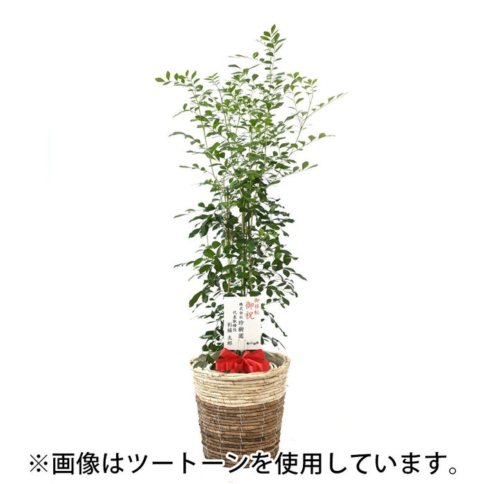 観葉植物 通販 km040000h-17-md