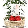 観葉植物 通販 km040000h-17-md