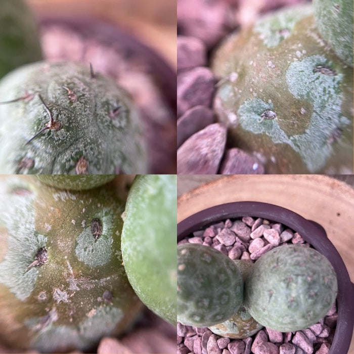 観葉植物現品販売