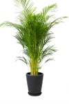 観葉植物 通販 アレカヤシ 10号鉢 マット釉陶器鉢カバー付 観葉植物 本物