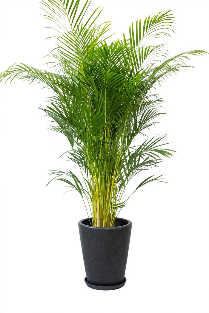 観葉植物 通販 アレカヤシ 10号鉢 マット釉陶器鉢カバー付 観葉植物 本物