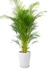 観葉植物 通販 アレカヤシ 10号鉢 マット釉陶器鉢カバー付 観葉植物 本物