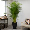 観葉植物 通販 アレカヤシ 10号鉢 マット釉陶器鉢カバー付 観葉植物 本物