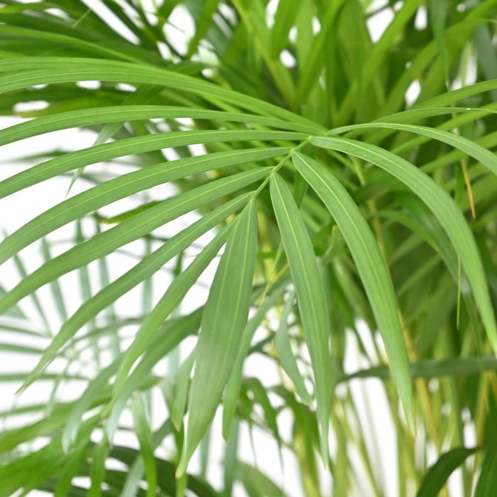 観葉植物 通販 アレカヤシ 10号鉢 マット釉陶器鉢カバー付 観葉植物 本物