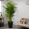 観葉植物 通販 アレカヤシ 10号鉢 マット釉陶器鉢カバー付 観葉植物 本物