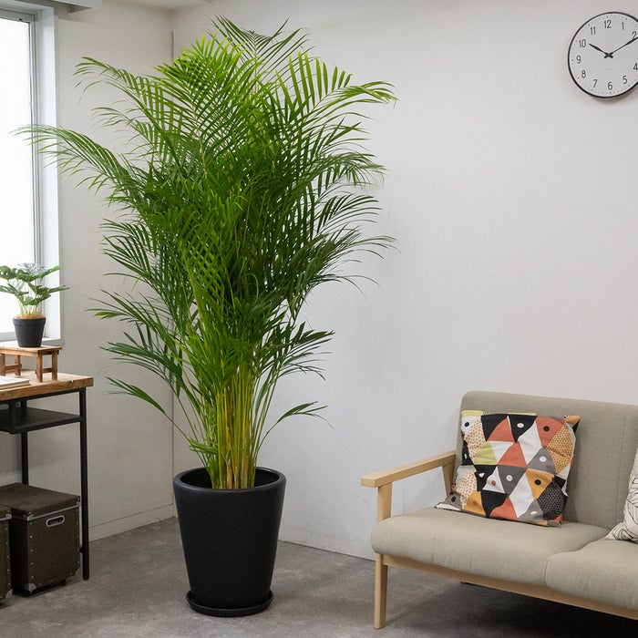 観葉植物 通販 アレカヤシ 10号鉢 マット釉陶器鉢カバー付 観葉植物 本物