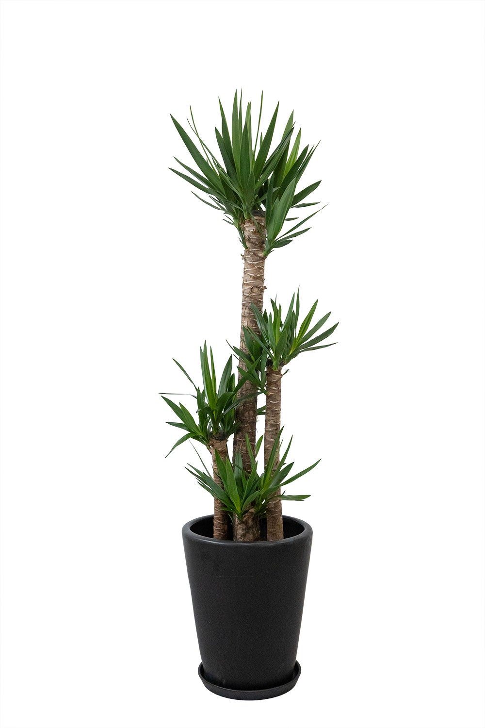 観葉植物 通販 ユッカ・エレファンティペス 10号鉢 マット釉陶器鉢カバー付 観葉植物 本物