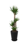 観葉植物 通販 ユッカ・エレファンティペス 10号鉢 マット釉陶器鉢カバー付 観葉植物 本物
