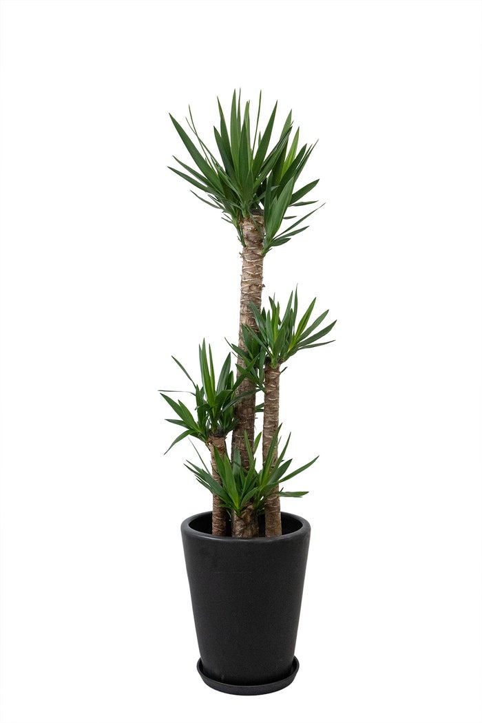 観葉植物 通販 ユッカ・エレファンティペス 10号鉢 マット釉陶器鉢カバー付 観葉植物 本物