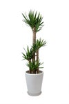 観葉植物 通販 ユッカ・エレファンティペス 10号鉢 マット釉陶器鉢カバー付 観葉植物 本物