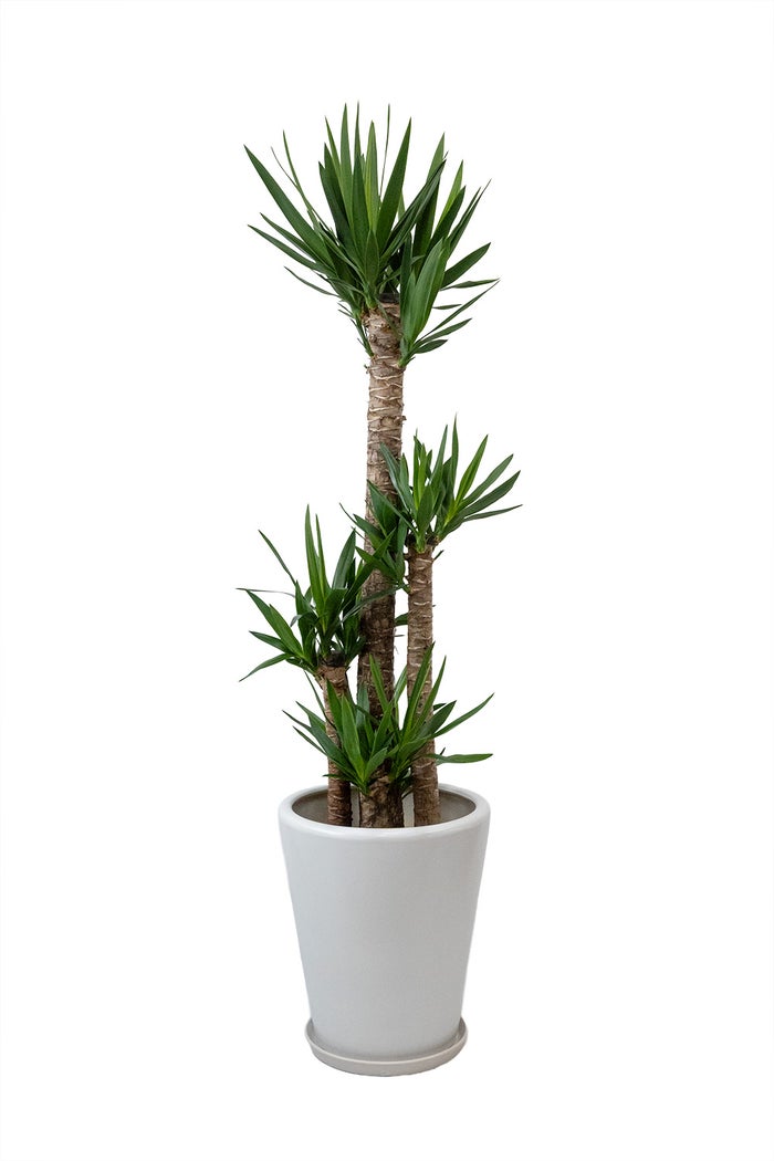 観葉植物 通販 ユッカ・エレファンティペス 10号鉢 マット釉陶器鉢カバー付 観葉植物 本物