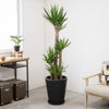 観葉植物 通販 ユッカ・エレファンティペス 10号鉢 マット釉陶器鉢カバー付 観葉植物 本物