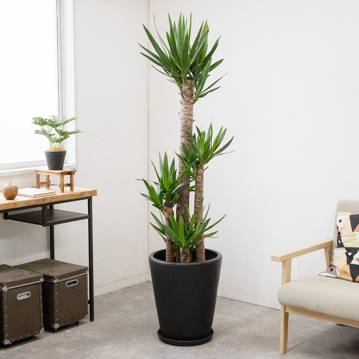 観葉植物 通販 ユッカ・エレファンティペス 10号鉢 マット釉陶器鉢カバー付 観葉植物 本物