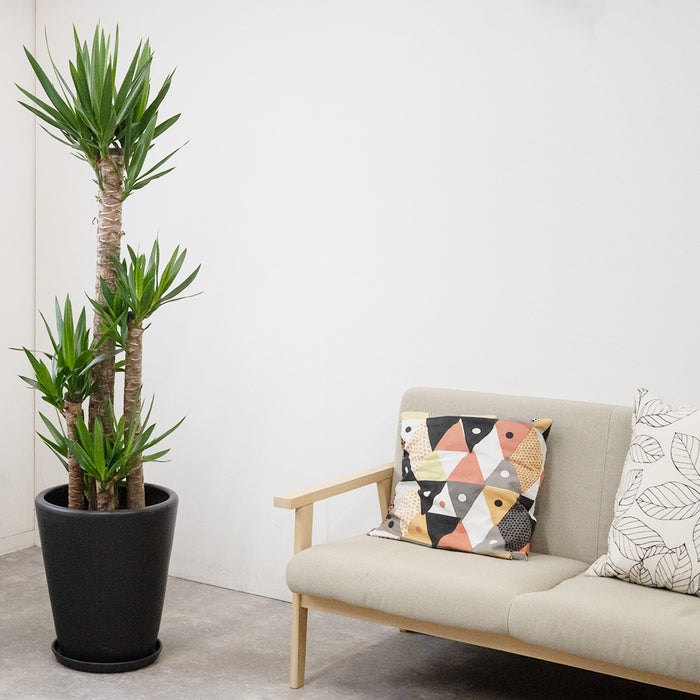 観葉植物 通販 ユッカ・エレファンティペス 10号鉢 マット釉陶器鉢カバー付 観葉植物 本物