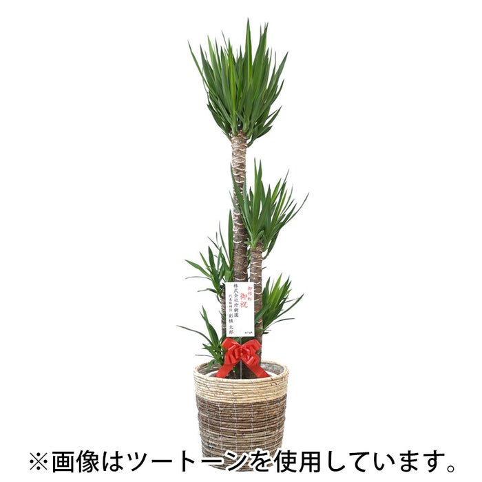 観葉植物 通販 ユッカ・エレファンティペス 10号鉢 マット釉陶器鉢カバー付 観葉植物 本物