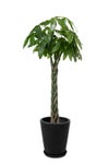 観葉植物 通販 パキラ 10号鉢 マット釉陶器鉢カバー付 観葉植物 本物