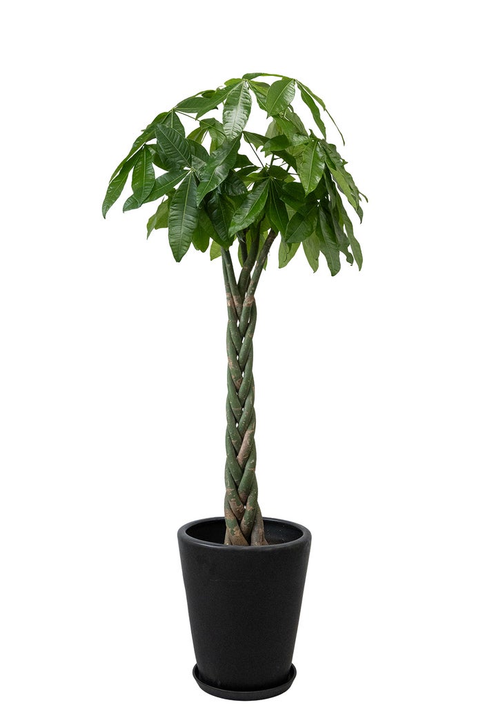 観葉植物 通販 パキラ 10号鉢 マット釉陶器鉢カバー付 観葉植物 本物