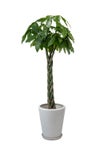 観葉植物 通販 パキラ 10号鉢 マット釉陶器鉢カバー付 観葉植物 本物