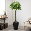 観葉植物 通販 パキラ 10号鉢 マット釉陶器鉢カバー付 観葉植物 本物