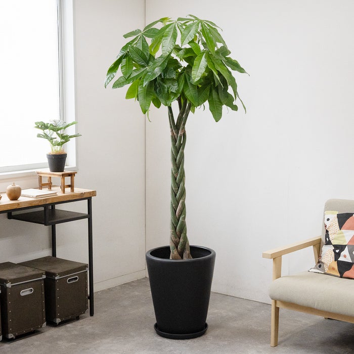 観葉植物 通販 パキラ 10号鉢 マット釉陶器鉢カバー付 観葉植物 本物