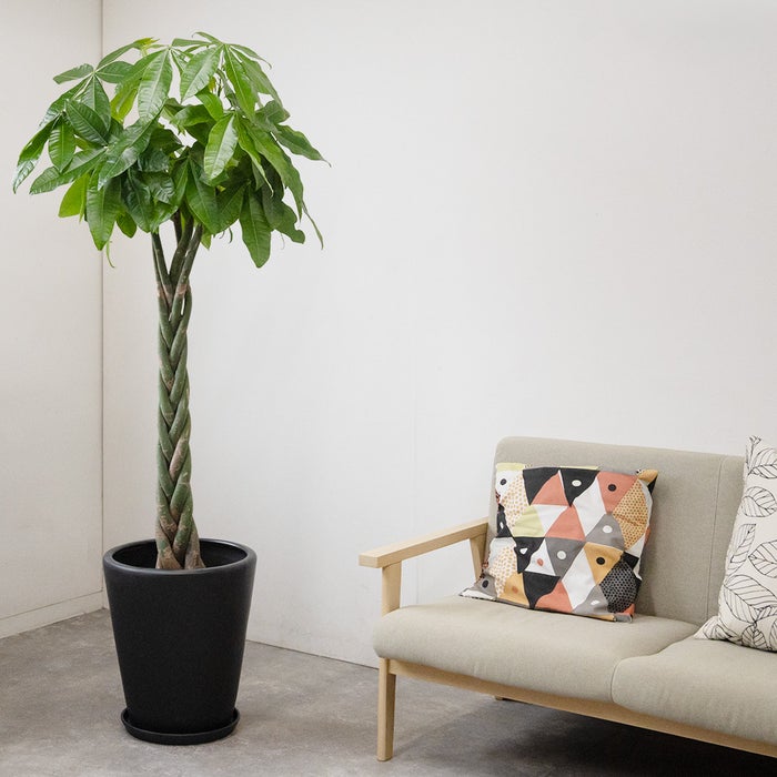 観葉植物 通販 パキラ 10号鉢 マット釉陶器鉢カバー付 観葉植物 本物