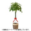 観葉植物 通販 パキラ 10号鉢 マット釉陶器鉢カバー付 観葉植物 本物