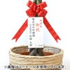 観葉植物 通販 パキラ 10号鉢 マット釉陶器鉢カバー付 観葉植物 本物