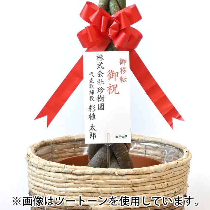 観葉植物 通販 パキラ 10号鉢 マット釉陶器鉢カバー付 観葉植物 本物