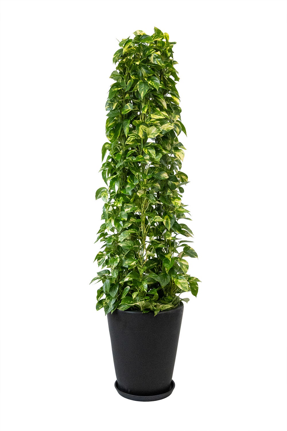 観葉植物 通販 ポトス・タワー仕立て 10号鉢 マット釉陶器鉢カバー付 観葉植物 本物