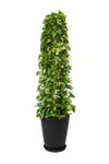 観葉植物 通販 ポトス・タワー仕立て 10号鉢 マット釉陶器鉢カバー付 観葉植物 本物
