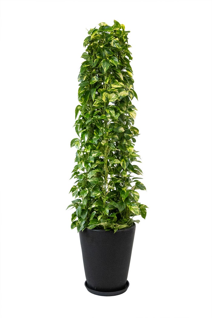 観葉植物 通販 ポトス・タワー仕立て 10号鉢 マット釉陶器鉢カバー付 観葉植物 本物