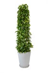 観葉植物 通販 ポトス・タワー仕立て 10号鉢 マット釉陶器鉢カバー付 観葉植物 本物