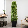 観葉植物 通販 ポトス・タワー仕立て 10号鉢 マット釉陶器鉢カバー付 観葉植物 本物