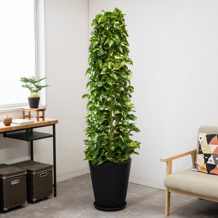 観葉植物 通販 ポトス・タワー仕立て 10号鉢 マット釉陶器鉢カバー付 観葉植物 本物