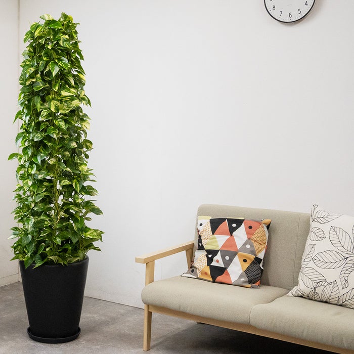 観葉植物 通販 ポトス・タワー仕立て 10号鉢 マット釉陶器鉢カバー付 観葉植物 本物