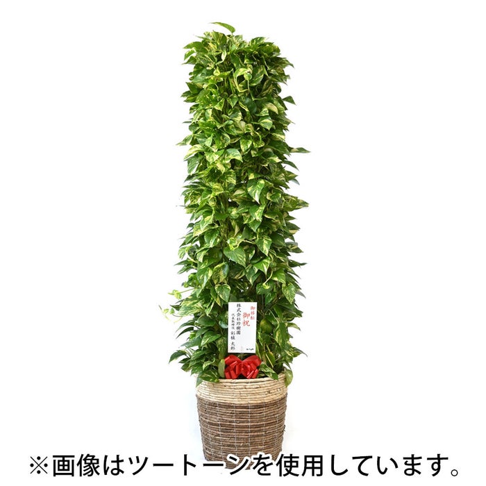 観葉植物 通販 ポトス・タワー仕立て 10号鉢 マット釉陶器鉢カバー付 観葉植物 本物