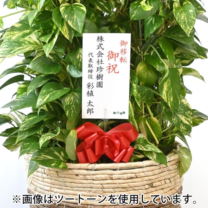 観葉植物 通販 ポトス・タワー仕立て 10号鉢 マット釉陶器鉢カバー付 観葉植物 本物