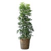 観葉植物 通販 ホンコンカポック 10号鉢 キャラメルブラウン鉢カバー付 観葉植物 本物