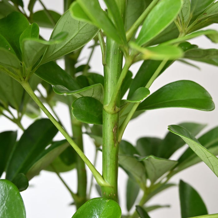 観葉植物 通販 ホンコンカポック 10号鉢 キャラメルブラウン鉢カバー付 観葉植物 本物
