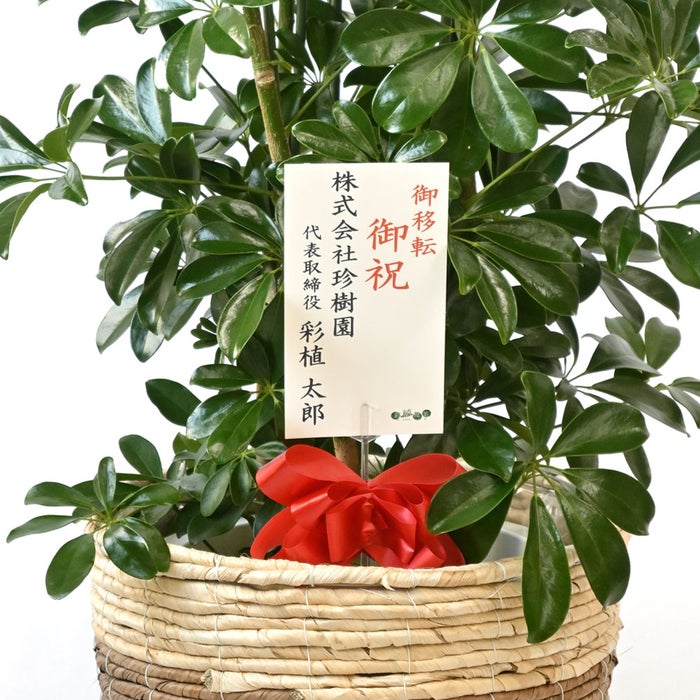 観葉植物 通販 ホンコンカポック 10号鉢 キャラメルブラウン鉢カバー付 観葉植物 本物
