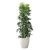 観葉植物 通販 ホンコンカポック 10号鉢 ラスター白鉢カバー付 観葉植物 本物