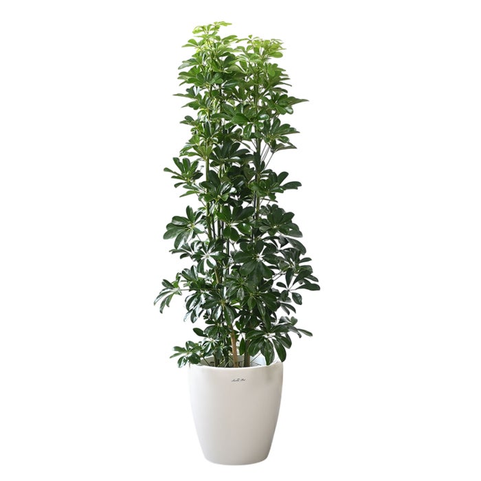 観葉植物 通販 ホンコンカポック 10号鉢 ラスター白鉢カバー付 観葉植物 本物