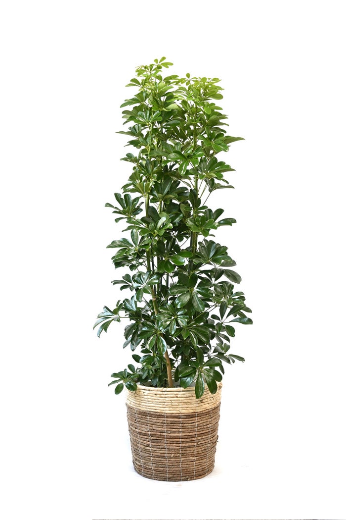観葉植物 通販 ホンコンカポック 10号鉢 ツートーン鉢カバー付 観葉植物 本物