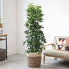 観葉植物 通販 ホンコンカポック 10号鉢 ツートーン鉢カバー付 観葉植物 本物